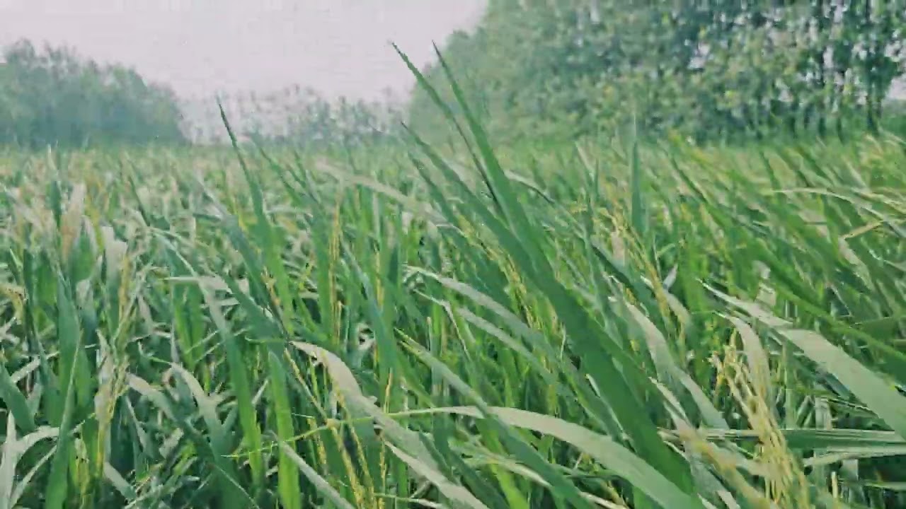 Hamare kheet dekho doston 😀🍃🌴🪴🌴#trending #viral #farmer #vlog #nature #farmingvideos #india
