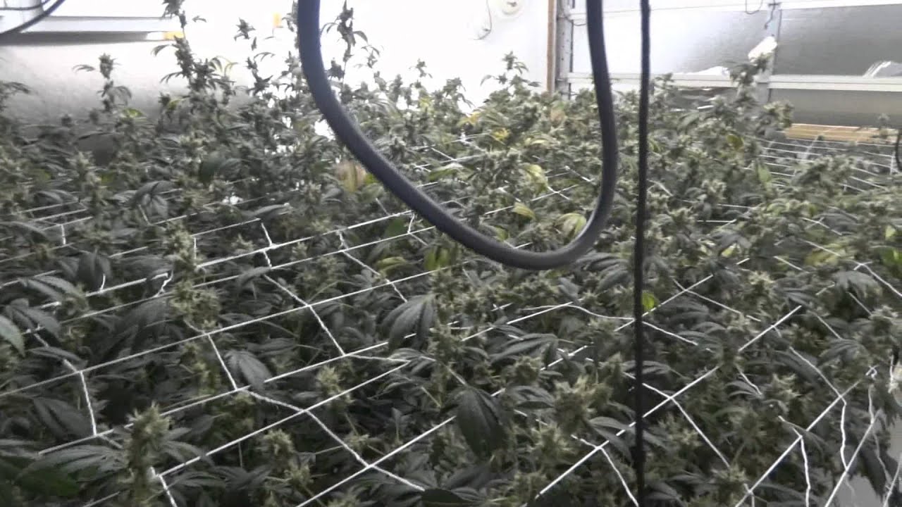Site M - OG Kush - Day 62 of Flower