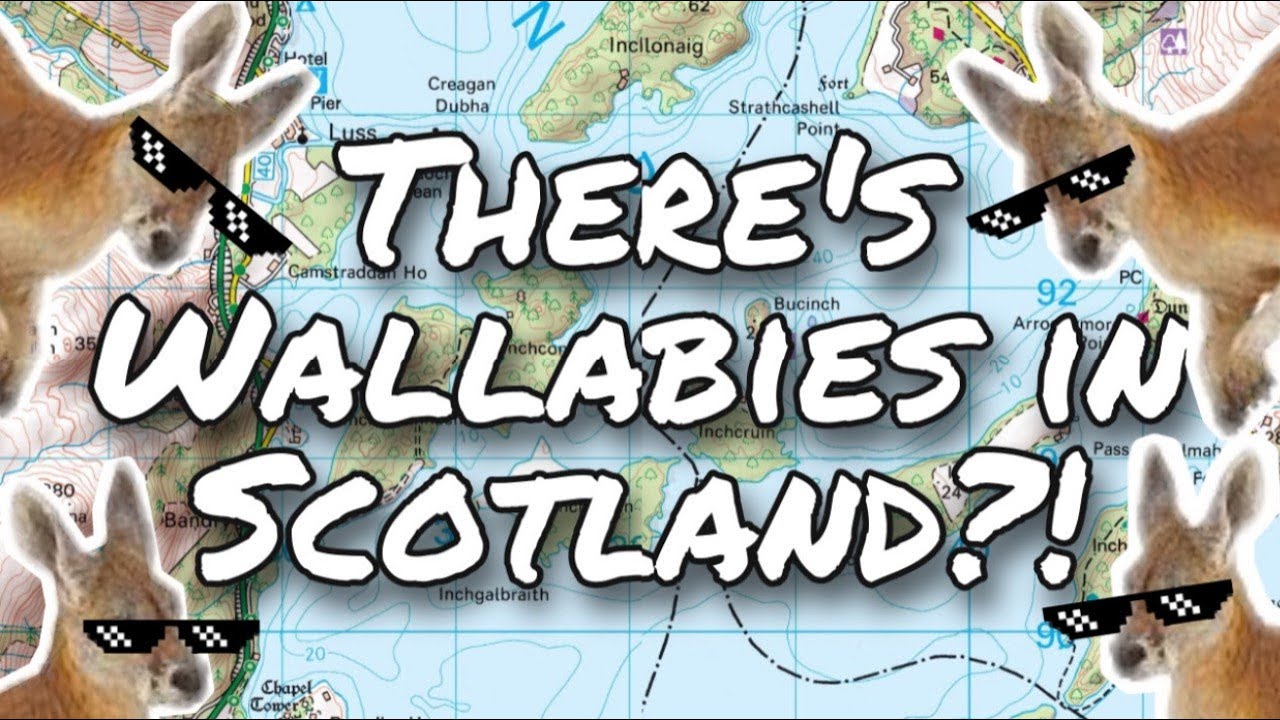 Scotland has WALLABIES?! | The story of the Loch Lomond wallabies on Inchconnachan