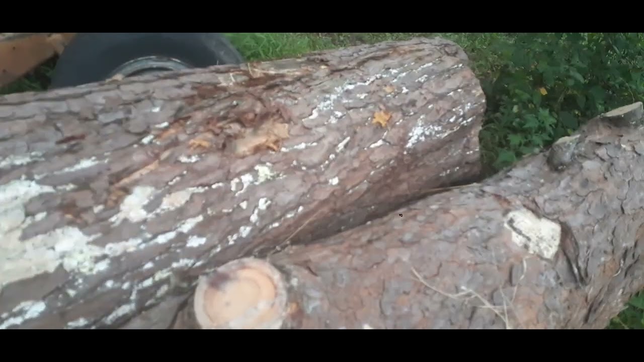 The sound of pine beetles