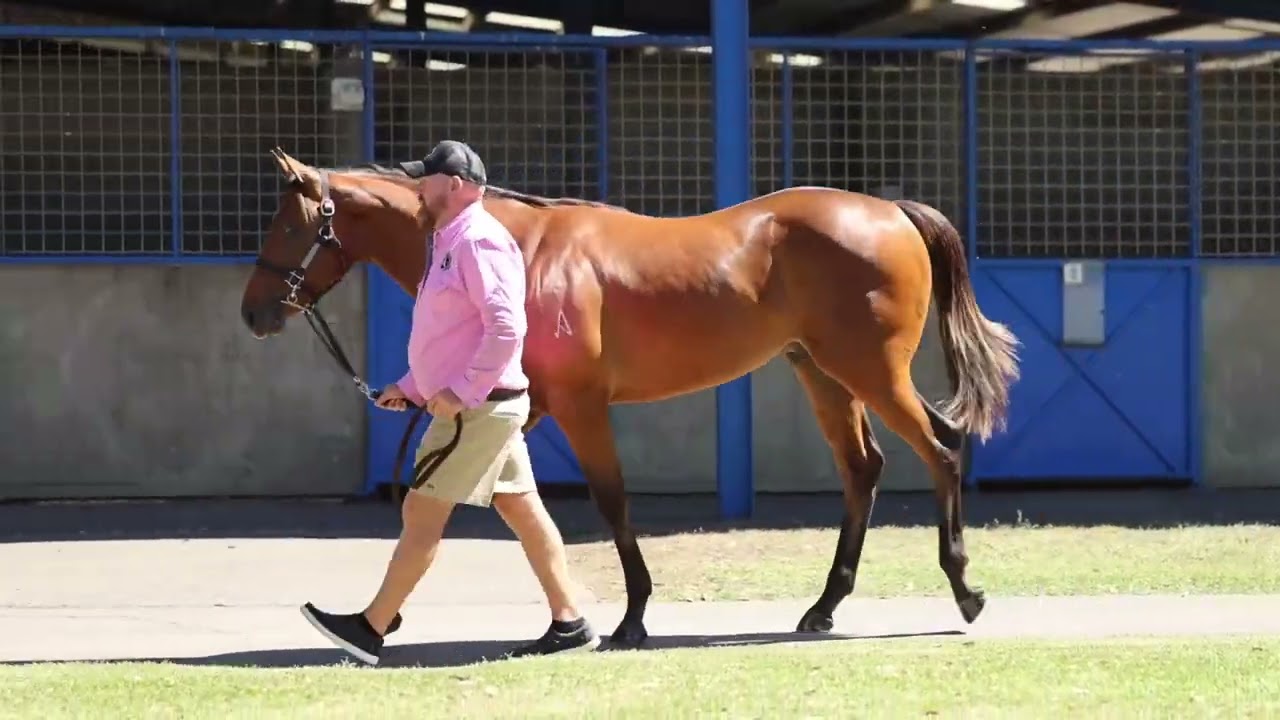 Anamoe x Glows colt