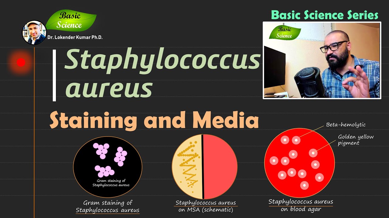 Staphylococcus aureus | Gram Staining | Growth Media | MSA | Blood Agar | Basic Science Series