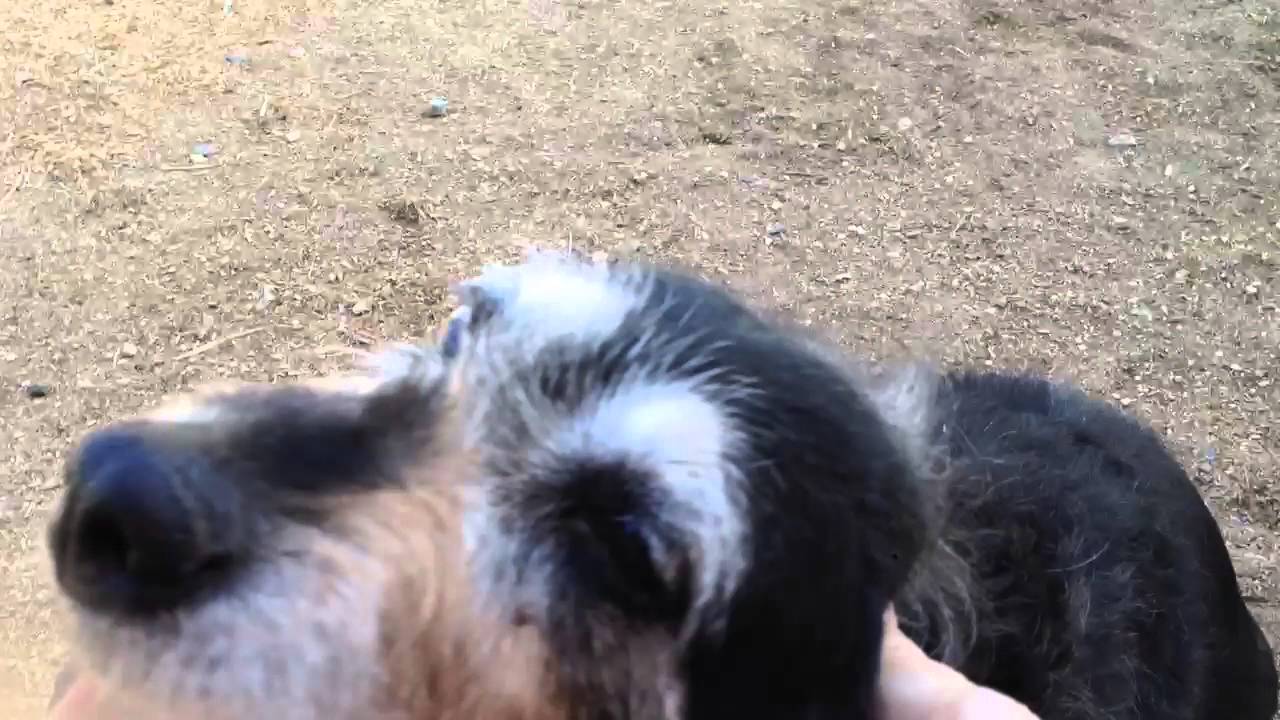 Terrier/German Shepherd Mix with 5 cm hanging Mammary Mass
