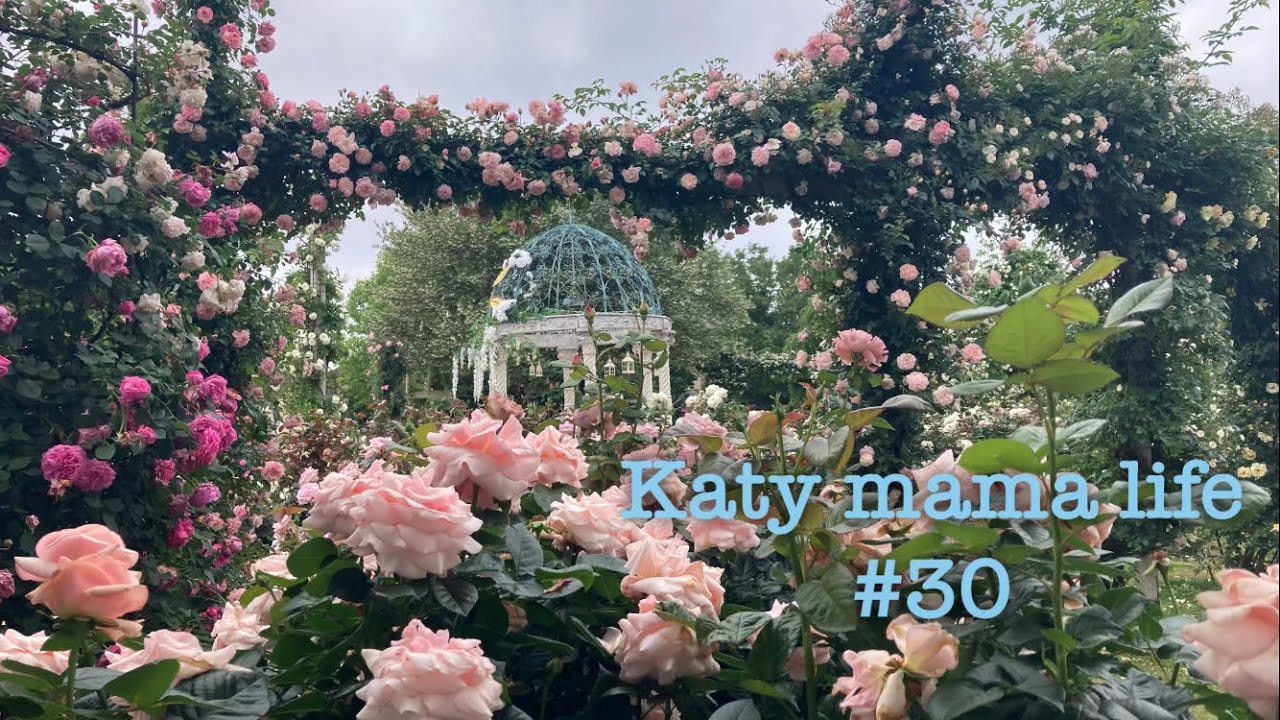 #30 京成バラ園2025/アンティーク好きの香りに包まれるバラ園散策/1600種類の薔薇