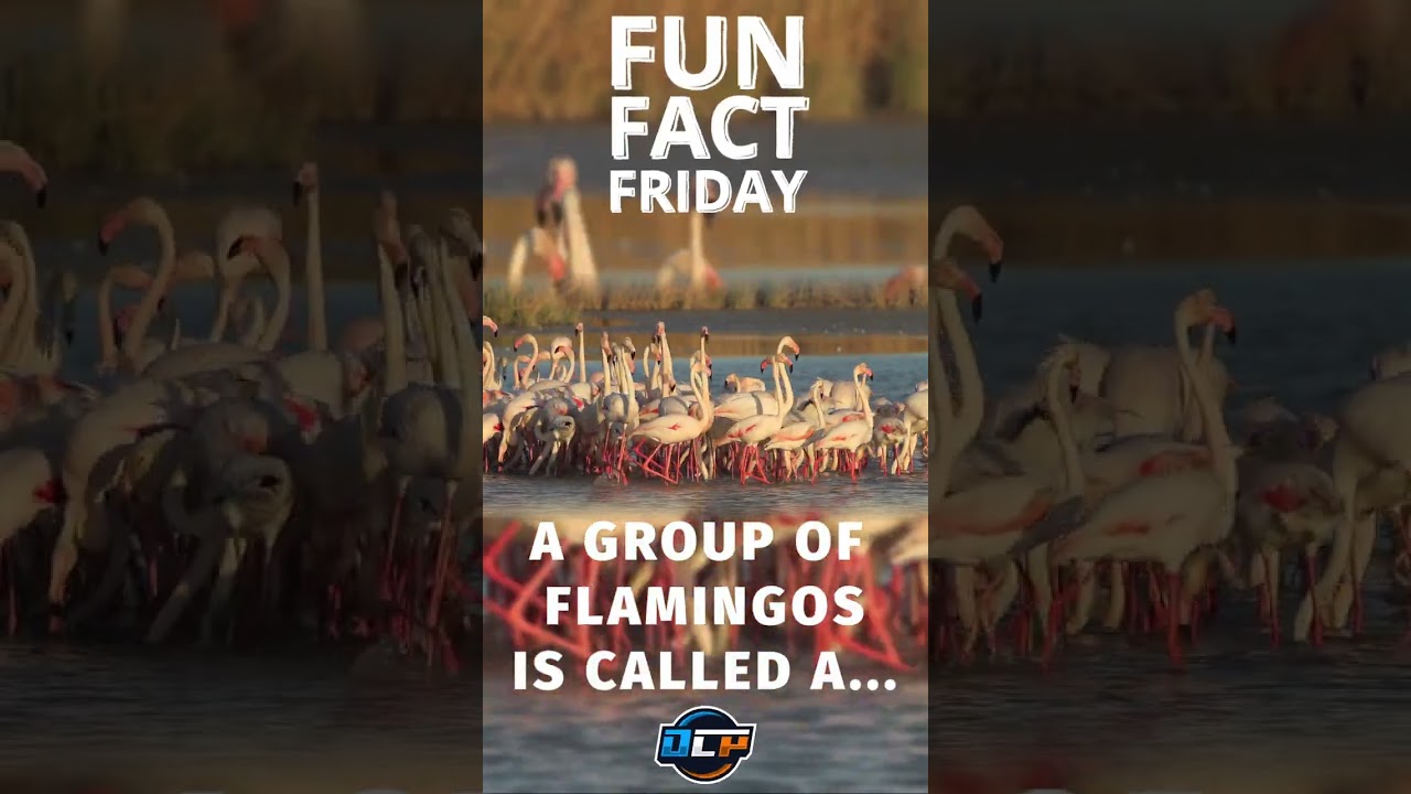 FUN FACT FRIDAY 👍👍 