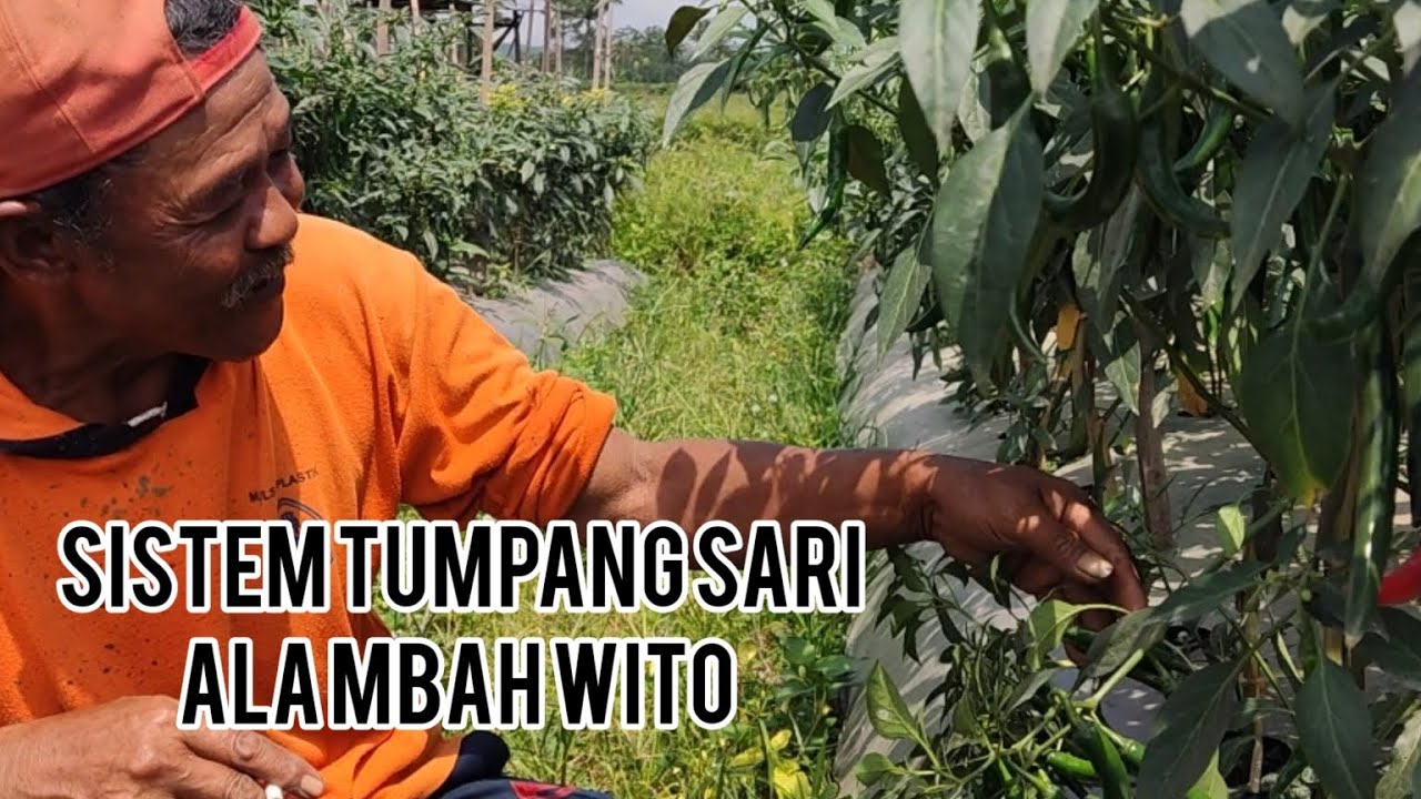 Cara tanam tumpang sari cabe