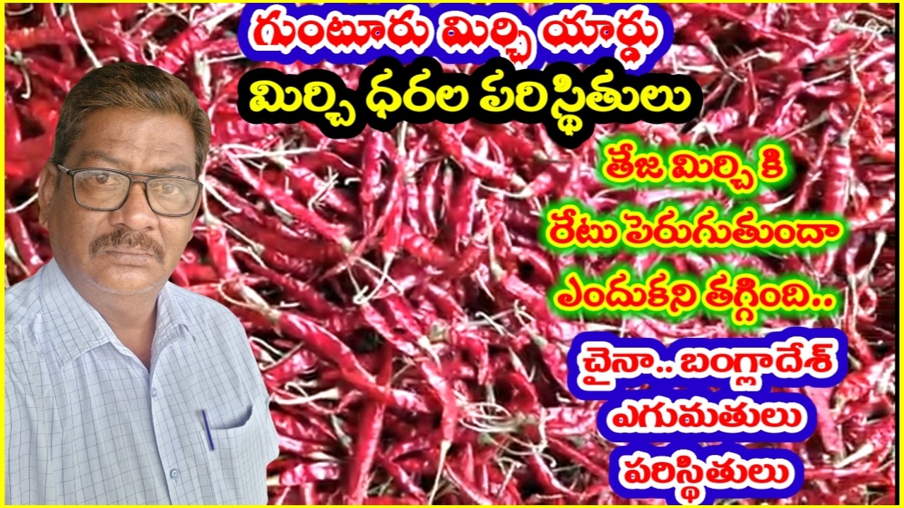 గుంటూరు మార్కెట్ మిర్చి ధరల పరిస్థితులు|తేజ మిర్చి కి రంజాన్ పండుగ తర్వాత ధర పెరుగుతుందా|వివరాలు
