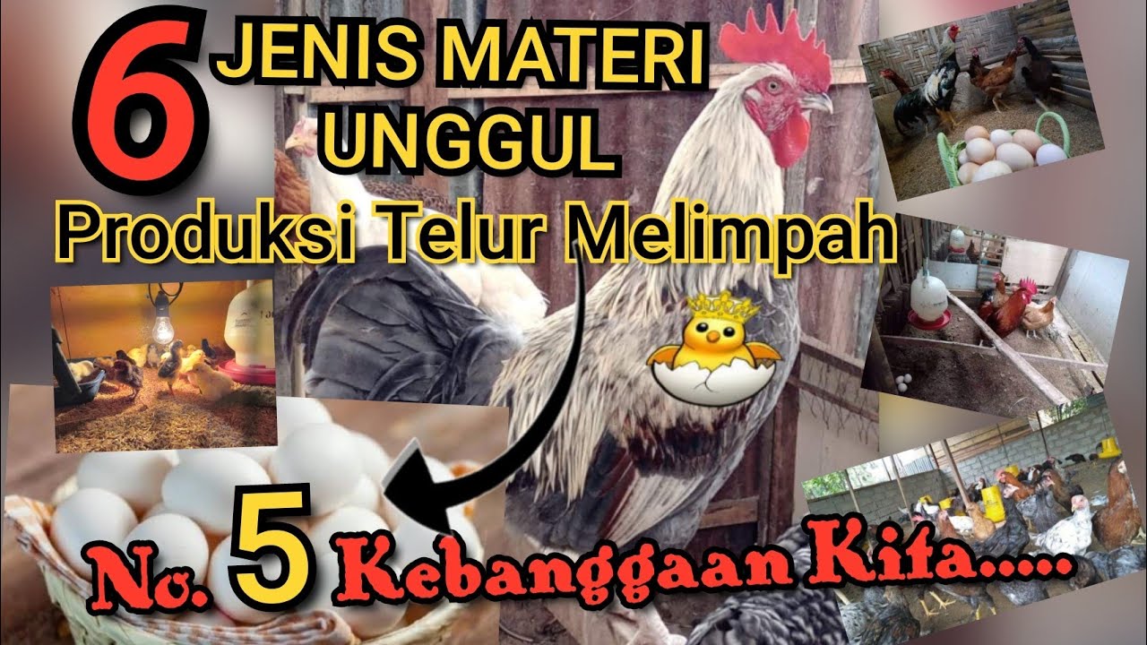 Indukan Ayam Produksi Telur Terbaik [ Pilih & Pahami 6 Jenis Bahan Silangan], 💯. Peternak Rumahan.