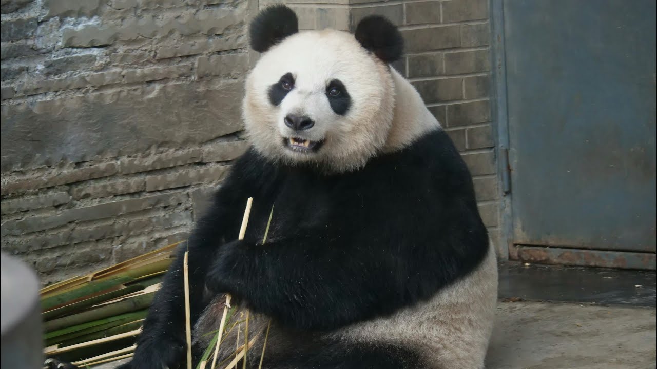 大熊猫乔乔的野外相亲故事，实在是太勇敢啦～