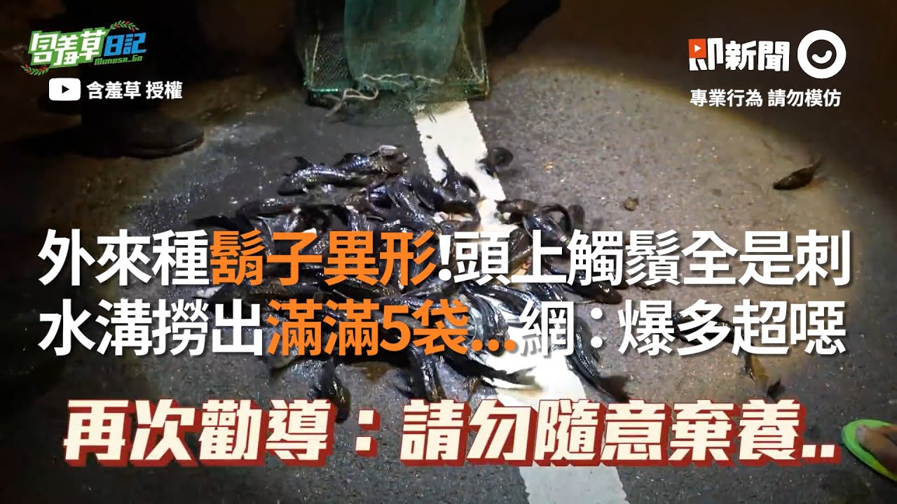 外來種鬍子異形！頭上觸鬚全是刺 水溝撈出滿滿5袋...網：爆多超噁 ｜ @MIMOSAGO