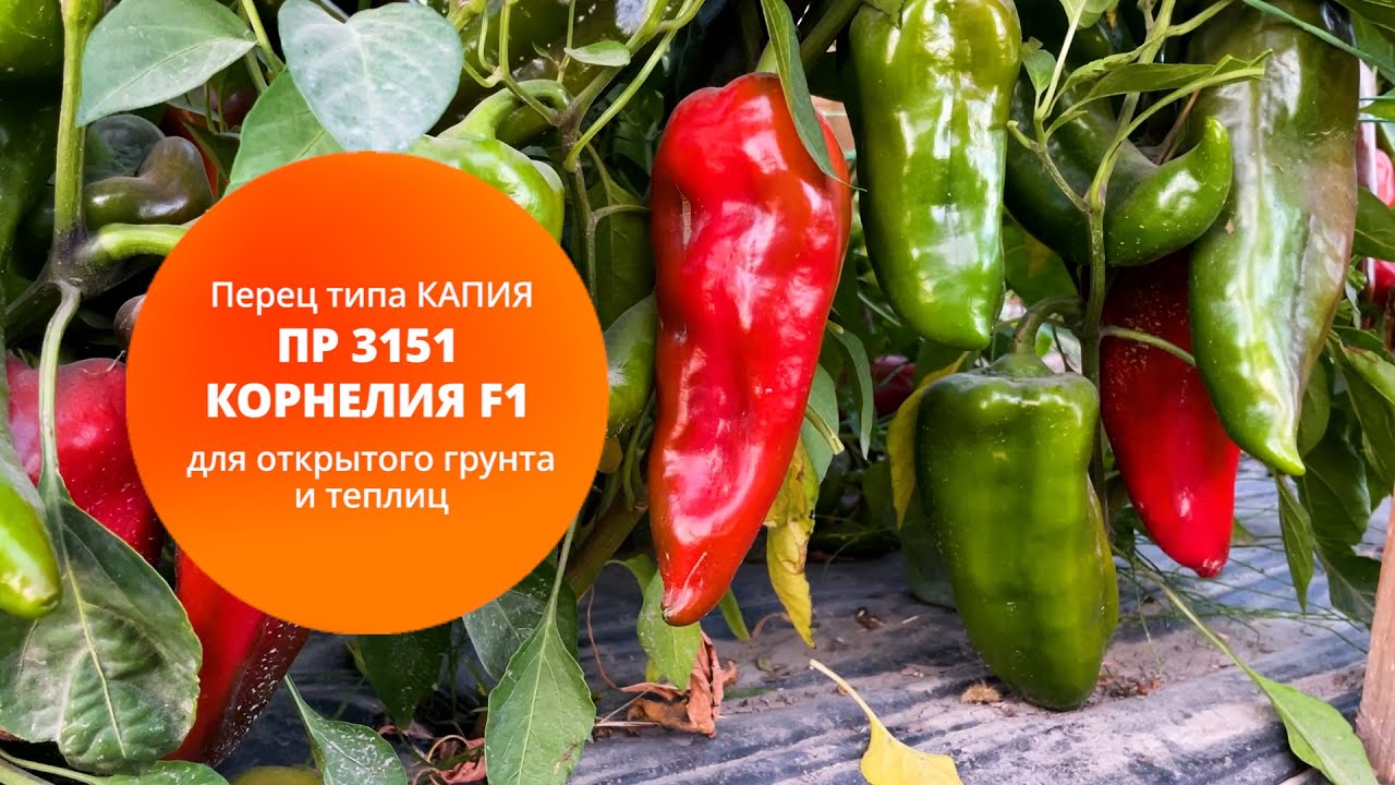 Перец типа КАПИЯ  ПР 3151 Корнелия F1 для открытого грунта и теплиц