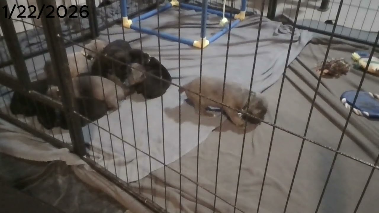 Puppy Cam (1/22/26)