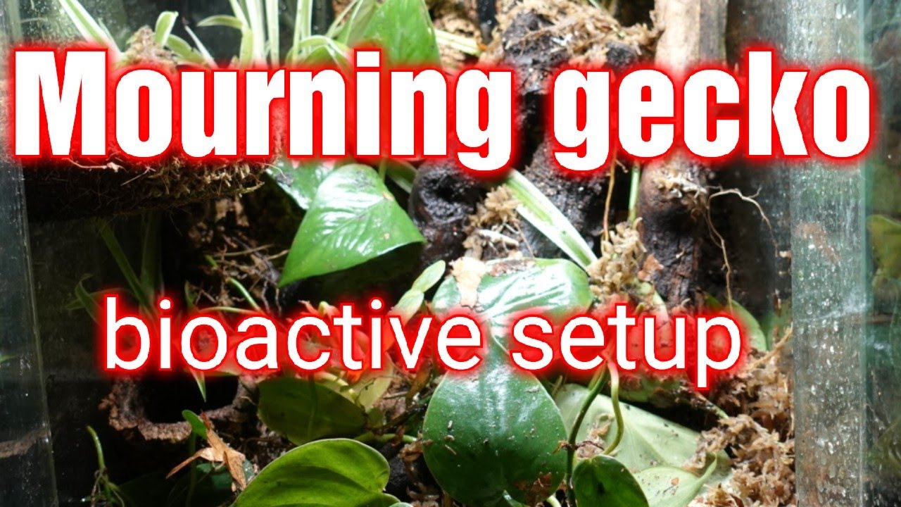 Bioactive mourning gecko setup / #bioactive #mourninggecko