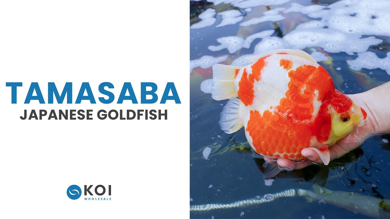 My Beautiful Tamasaba Goldfish Collection: A Close Look at These Stunning Fish