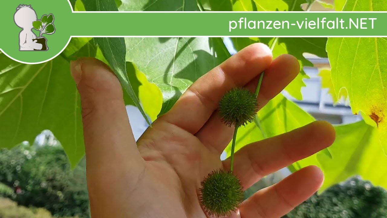 Ahornblättrige Platane - Unreife Früchte - 31.05.18 (Platanus) - Bäume (Früchte) bestimmen
