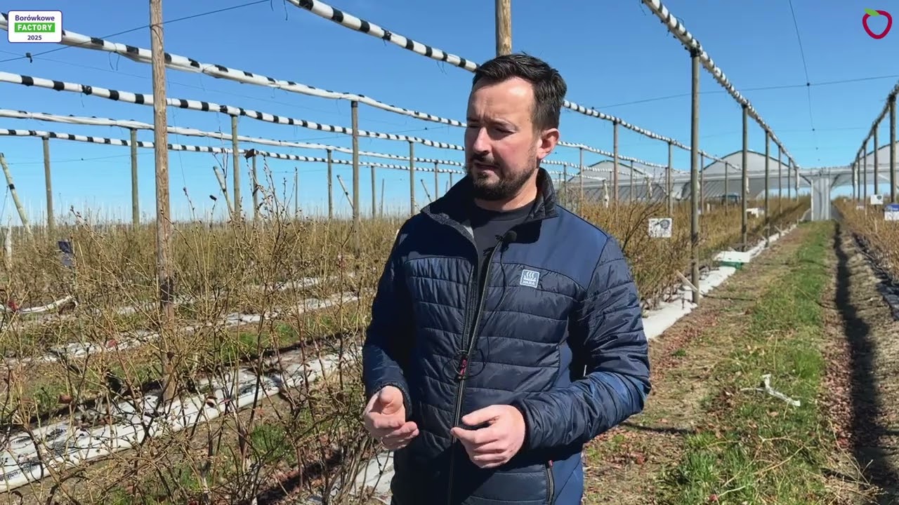 Sprawdzone rozwiązania w nawożeniu borówek i Przygotowanie roślin na przymrozki.