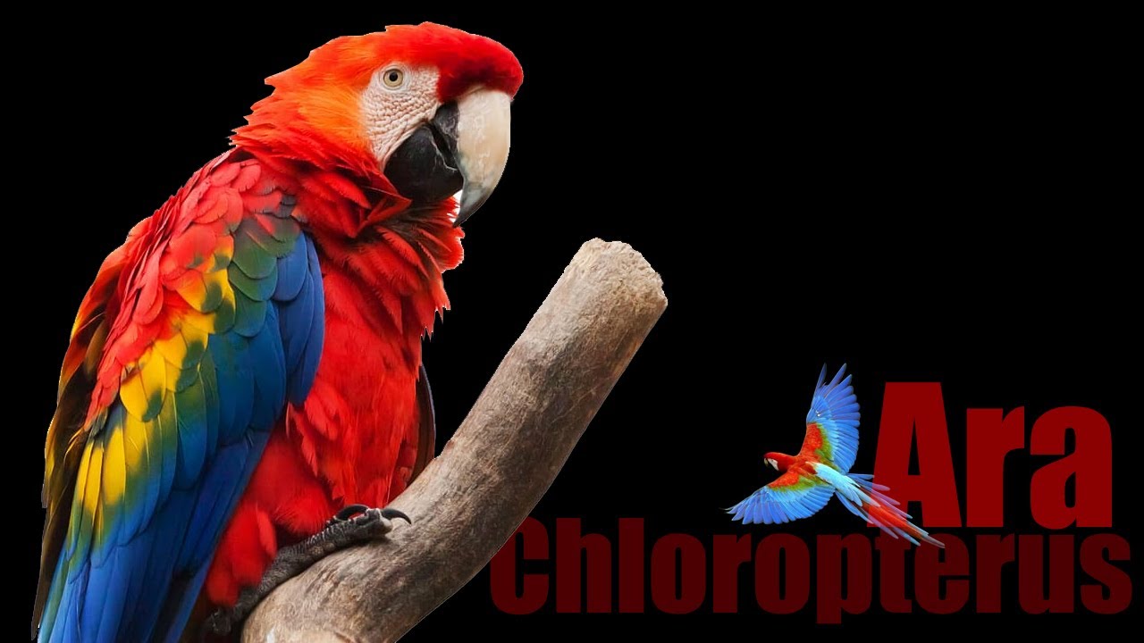 Arara-Vermelha-Grande 🐦 (Ara Chloropterus) Reino das Aves
