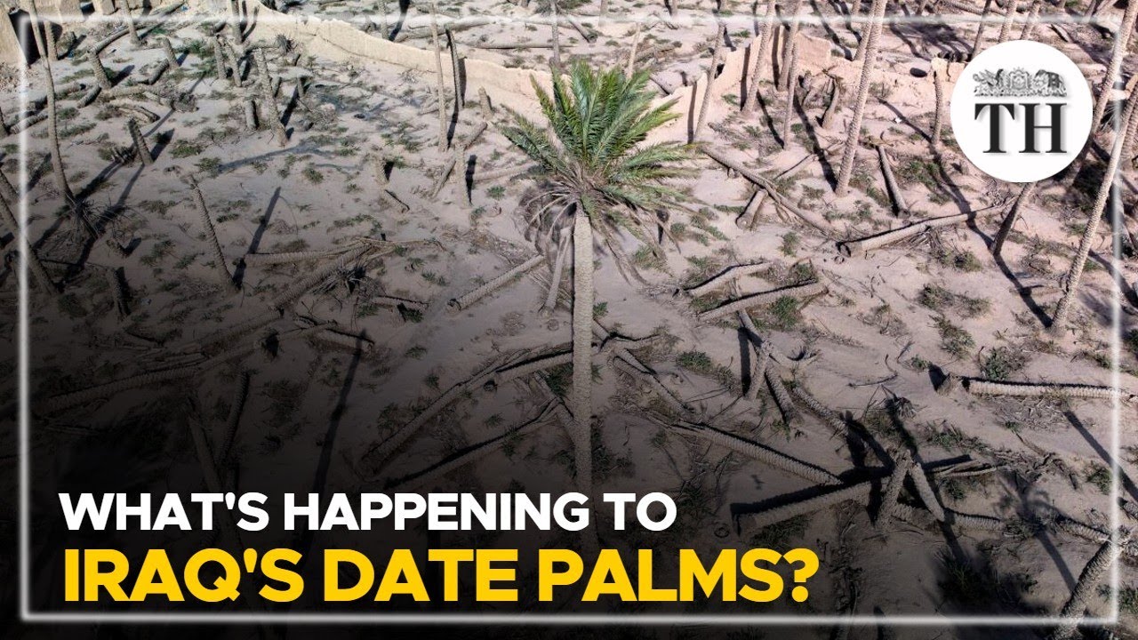 What's happening to Iraq's date palms? | The Hindu
