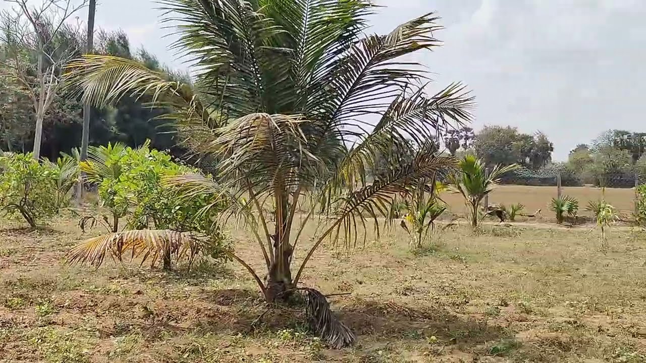 No: 36 Low Budget Farm Land 13 Acres For Sale Near Pondicherry | 9150007976