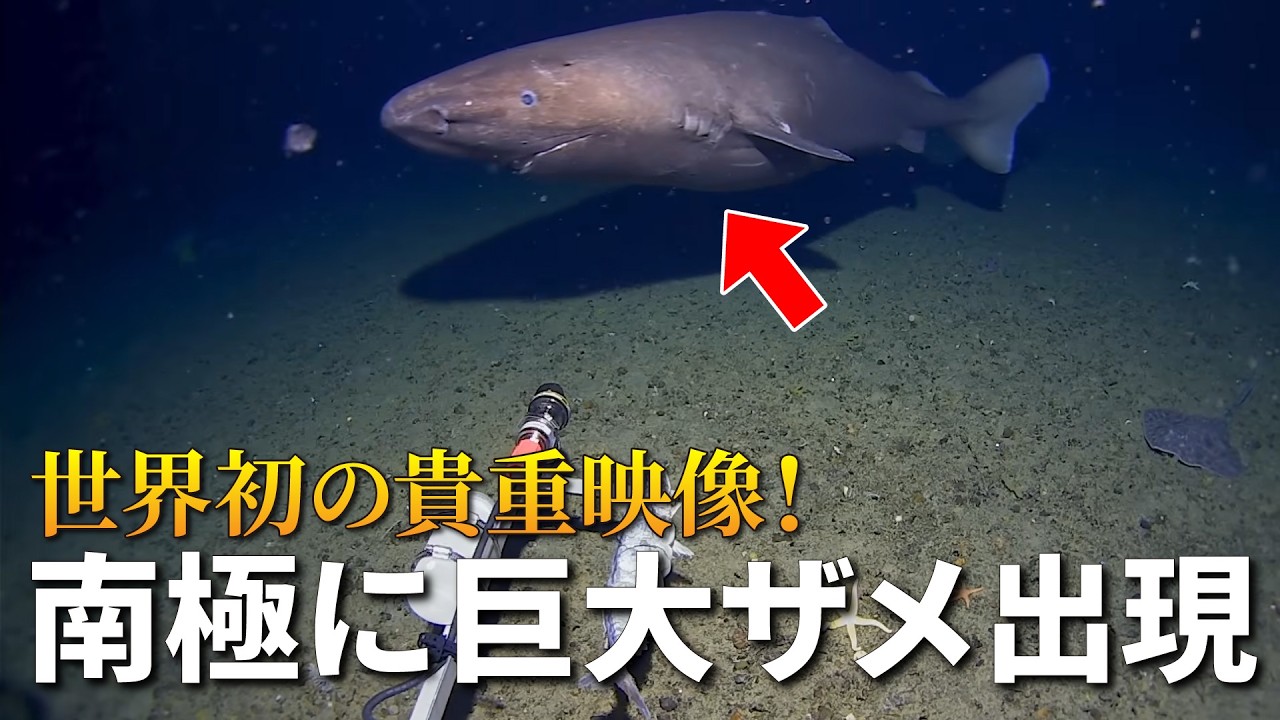 【世界初】南極の深海でサメが撮影される！巨大ザメの正体とは？