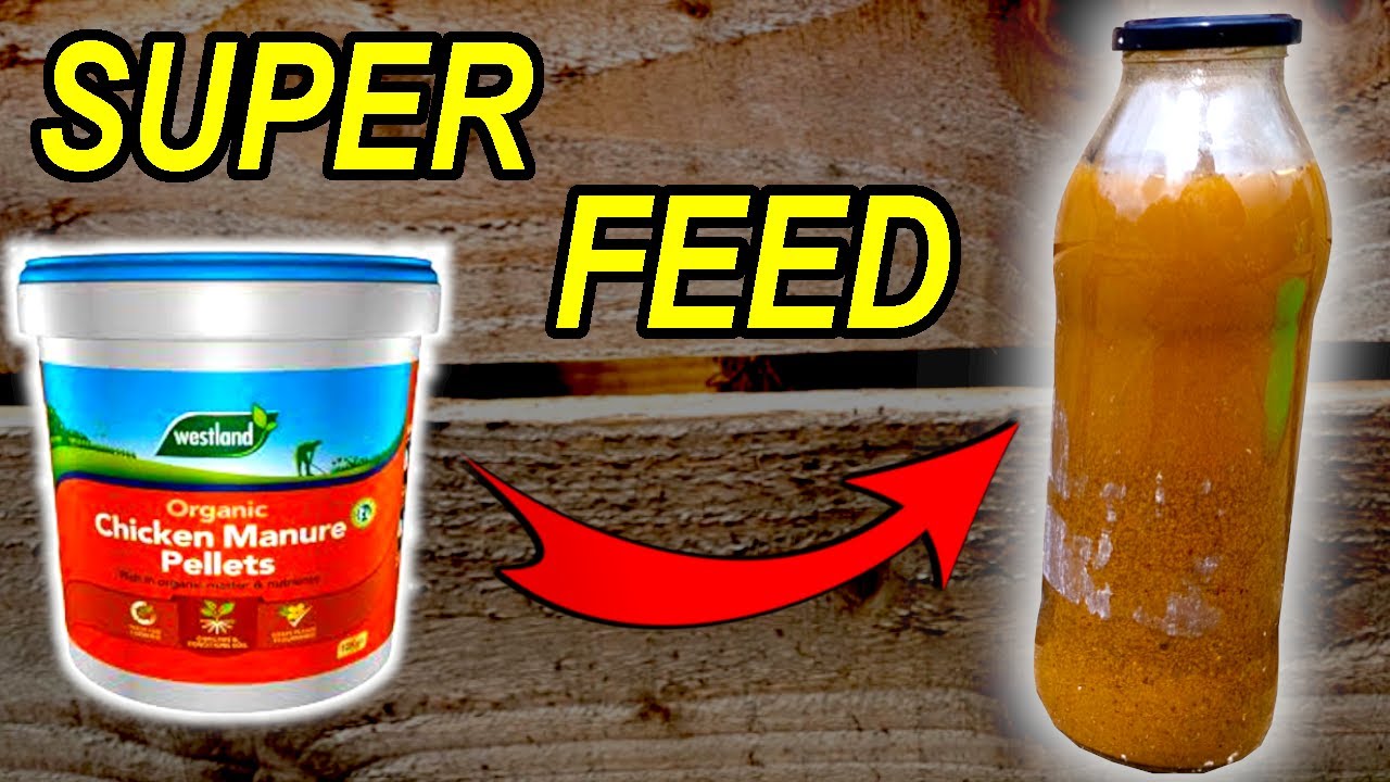 Turn Chicken Pellets into a Liquid Fertiliser Feed - Best Organic Fertiliser?