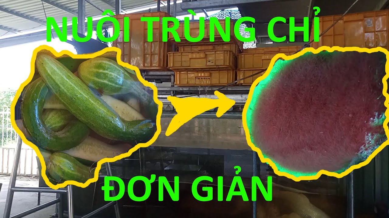 NUÔI TRÙN CHỈ từ nước THẢY CÁ ! ------- CULTURING L. hoffmeisteri by WASTEWATER From Fish