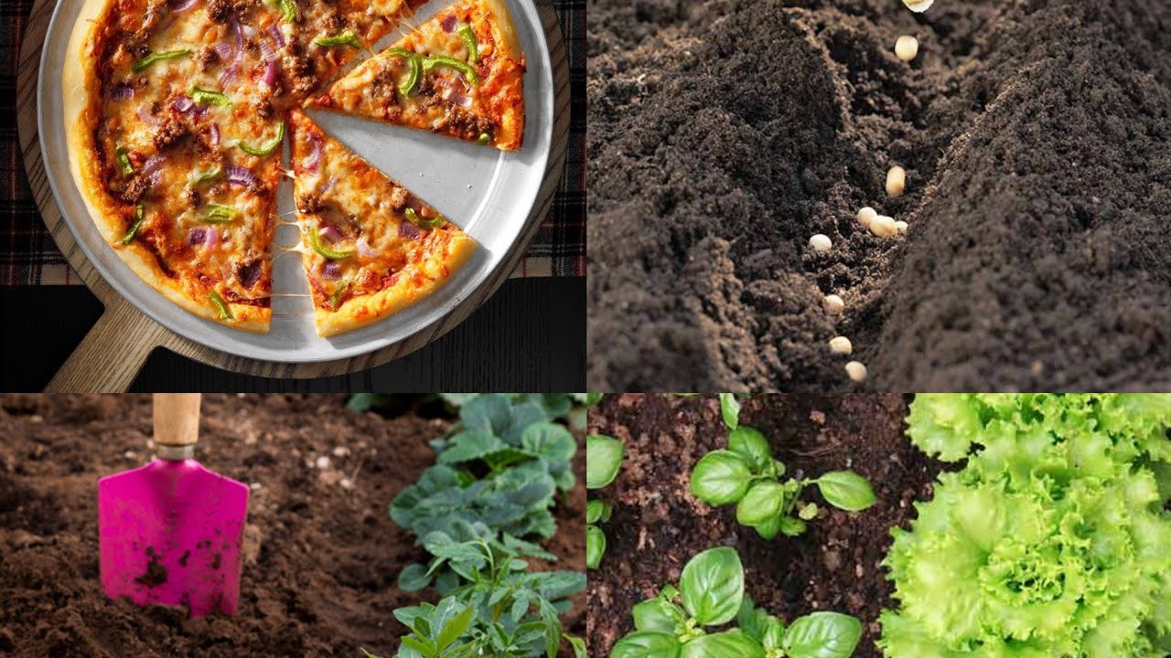 Chicken tikka pizza🍕|pizza sause recipie|How to plant your vegetables😊