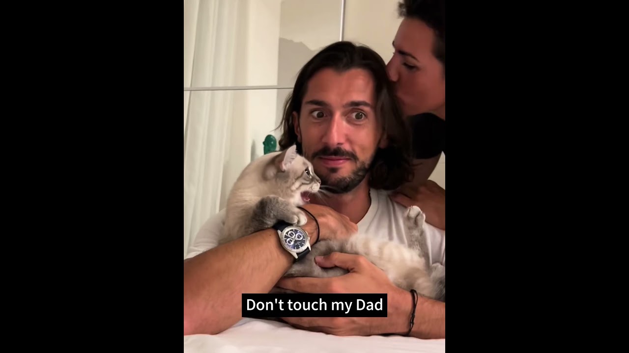 Cats jealousy #cat #funnyvideos #usa🇺🇸 #cats #foryou #foryou #fyp #funny #fouryourpag