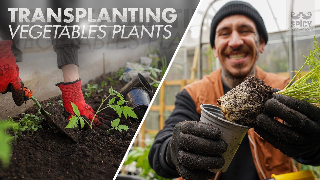 How to Transplant Vegetable Plants