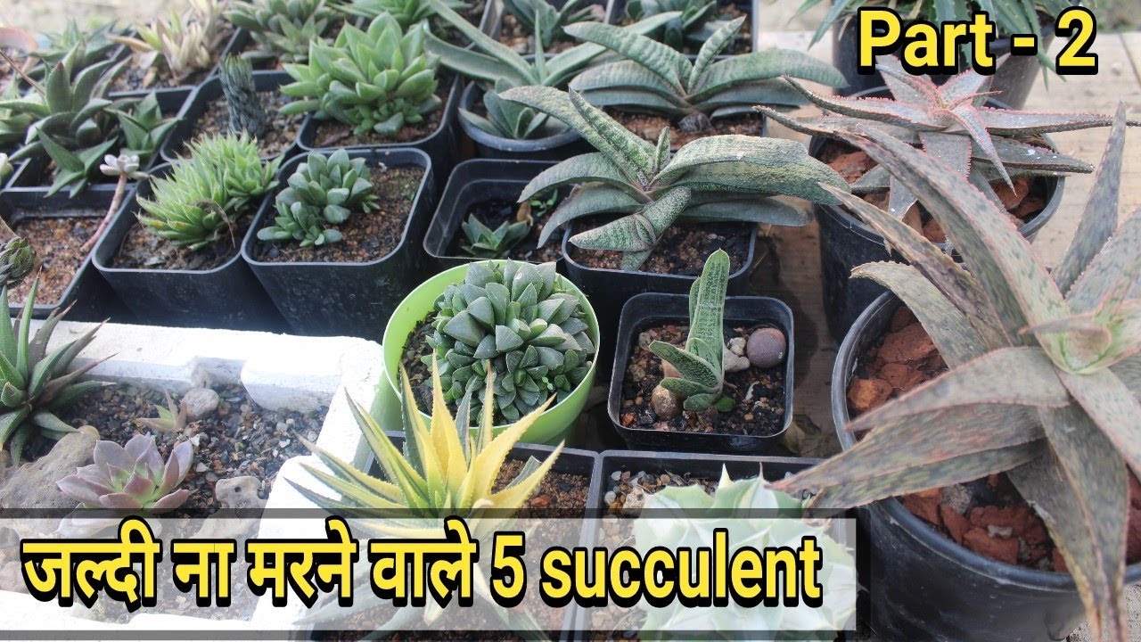 5 Hardy but beautiful succulent for beginners