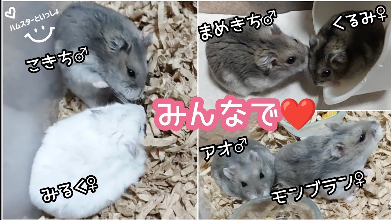 【衝撃映像】３組のカップルが同時に…【ハムスターの交尾】