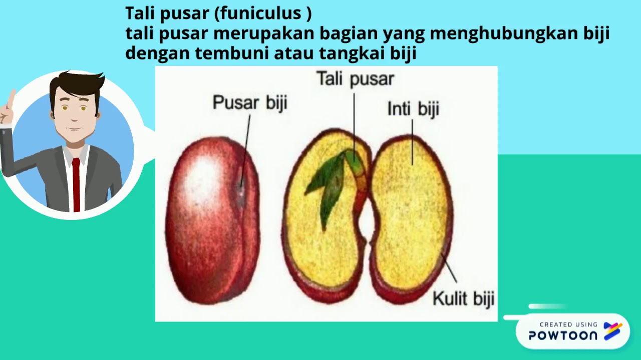MORFOLOGI BIJI