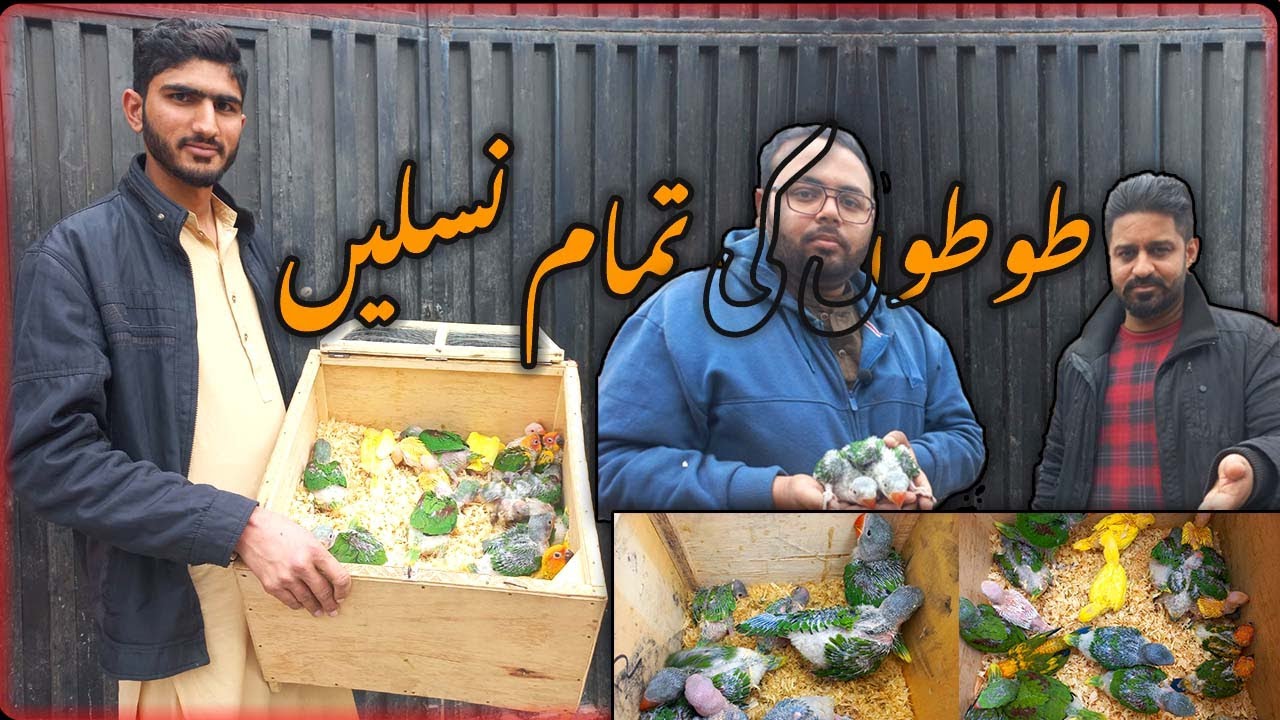 Parrot Chicks, Yellow Ringneck Chicks | Raw chicks | Sunday Birds Market Lahore