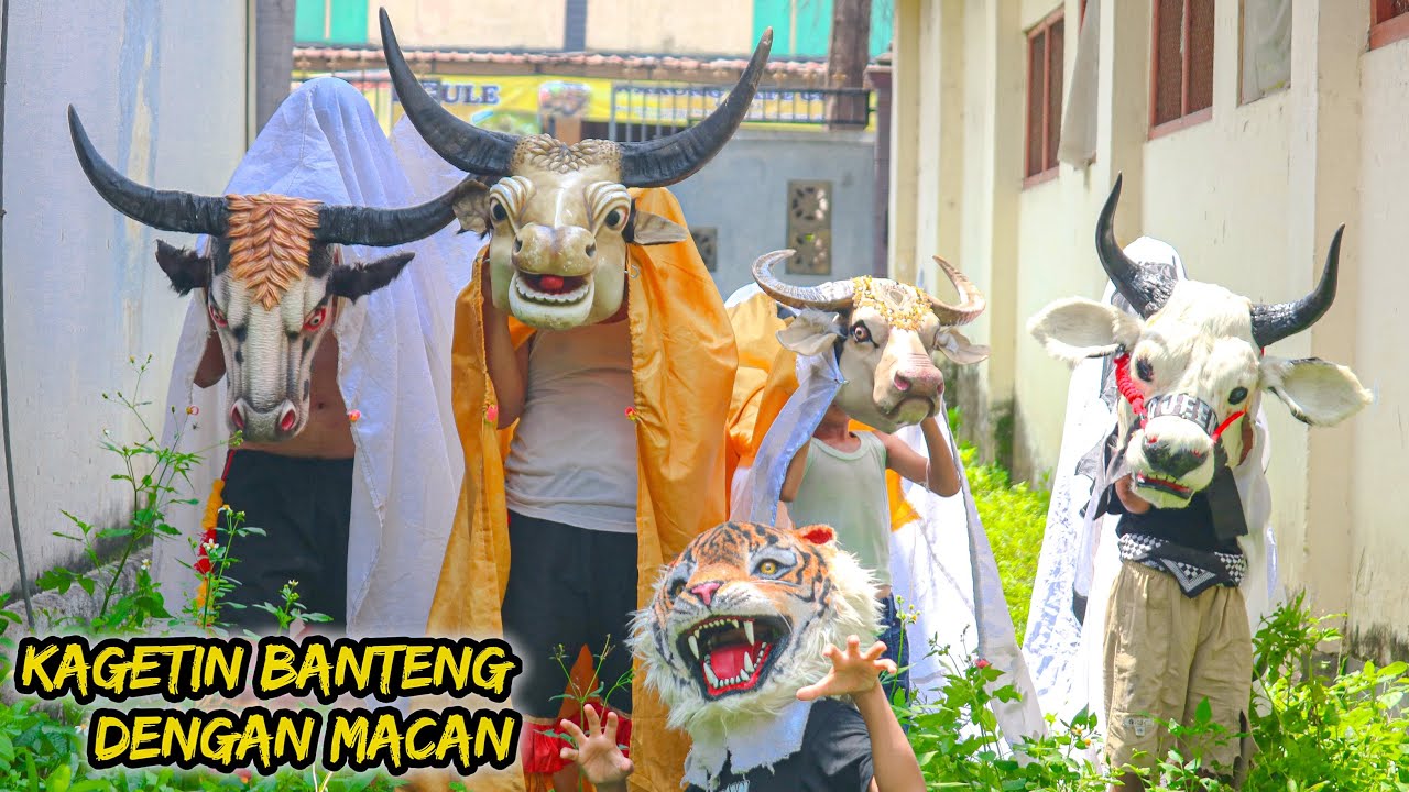 KAGETIN BANTENG DENGAN MACAN 🤣🐄 #bantengan #barongan