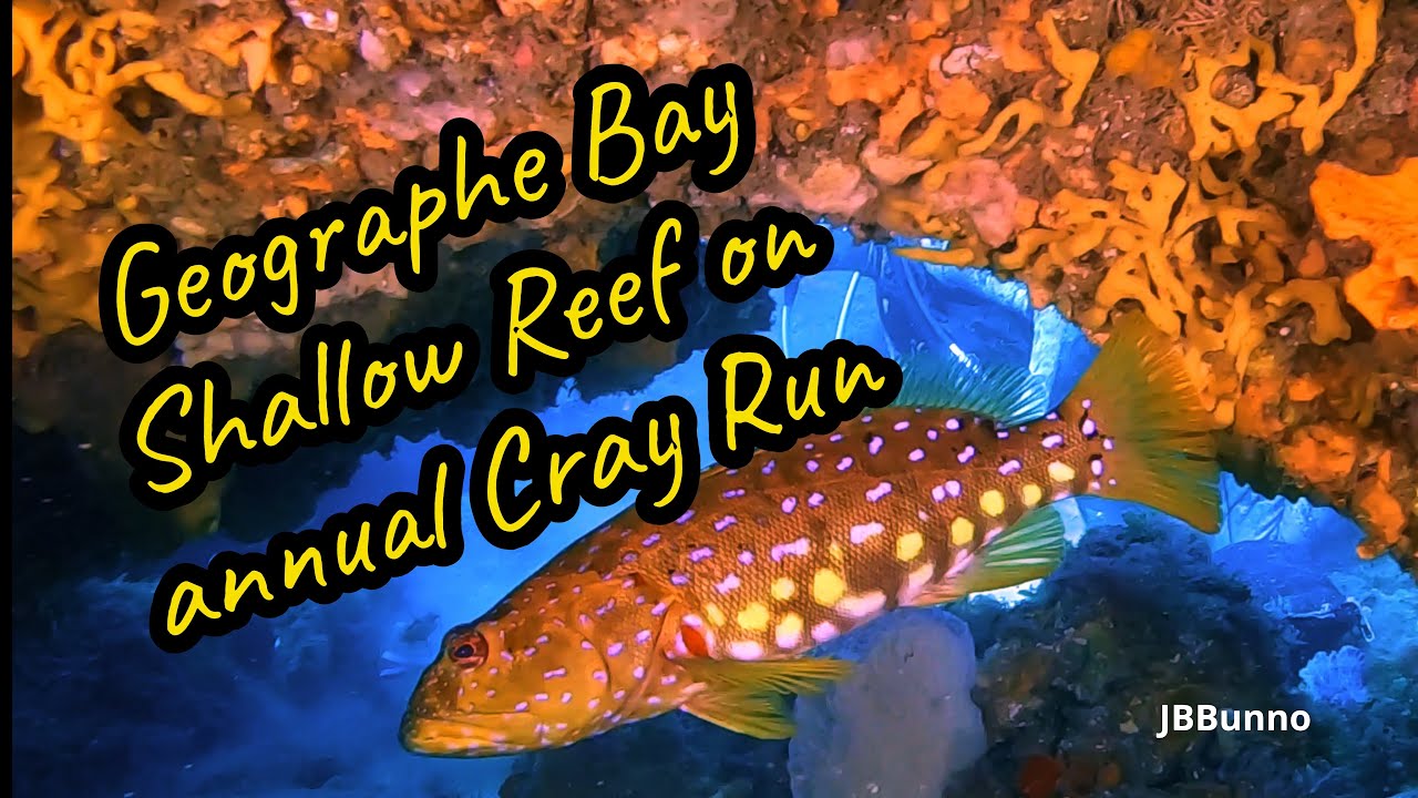 In shallow Geographe Bay - Crays for Christmas