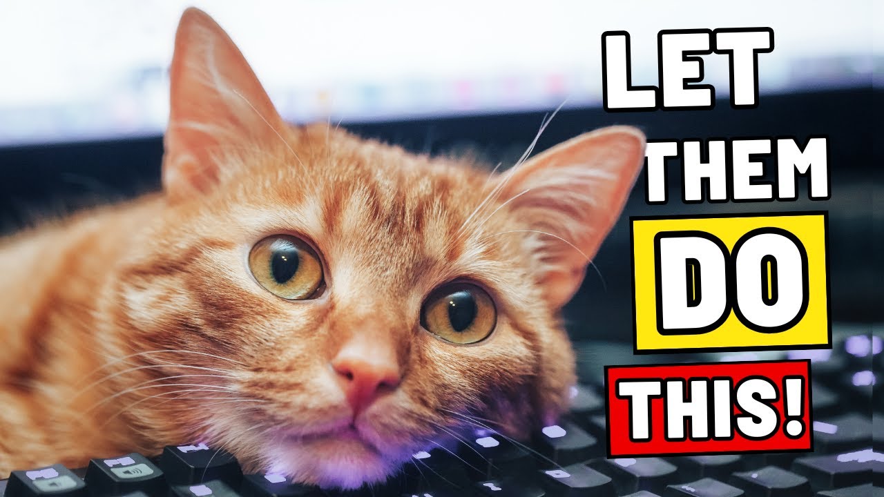 Stop Preventing This, It Actually Makes Your Cat Happy!