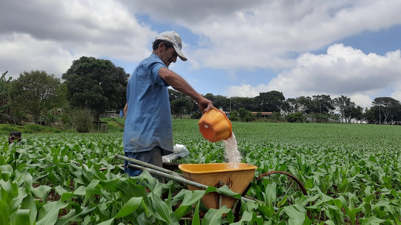 Adubando o milho de forma MANUAL || Melhor forma de adubar o MILHO 🌽