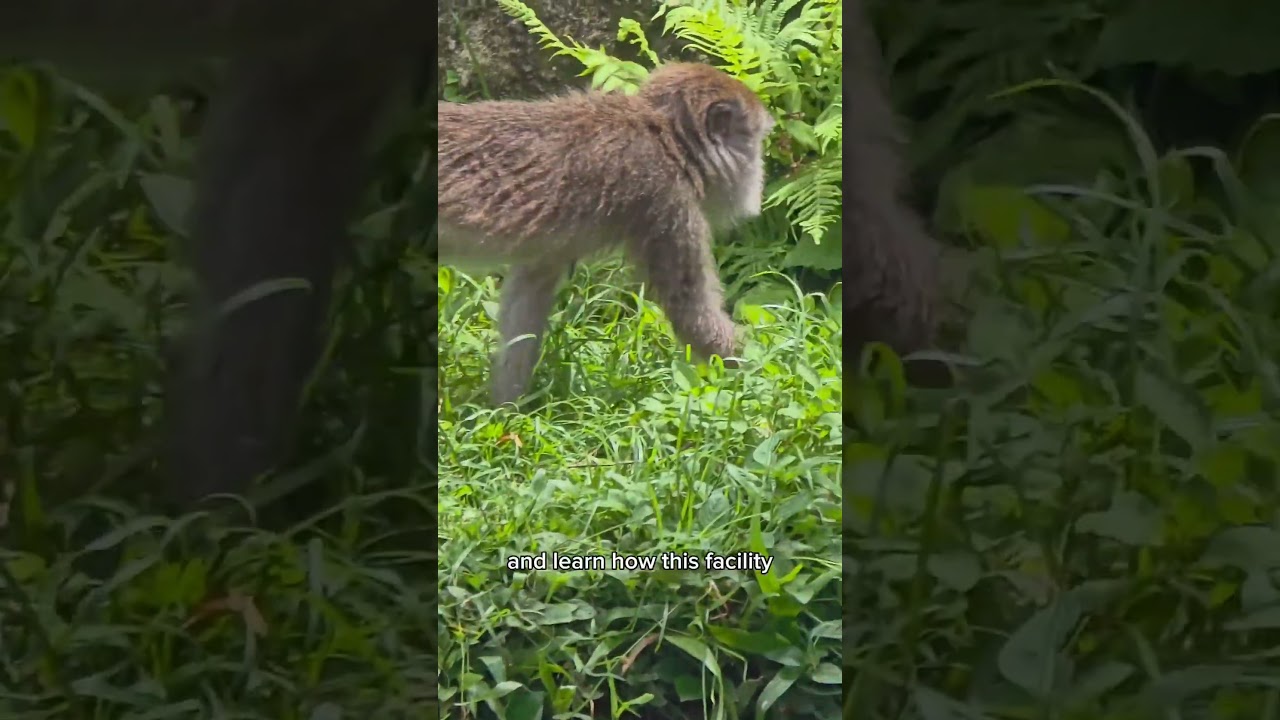 Visiting Monkey Jungle Miami - Tour, history & what to expect. 
