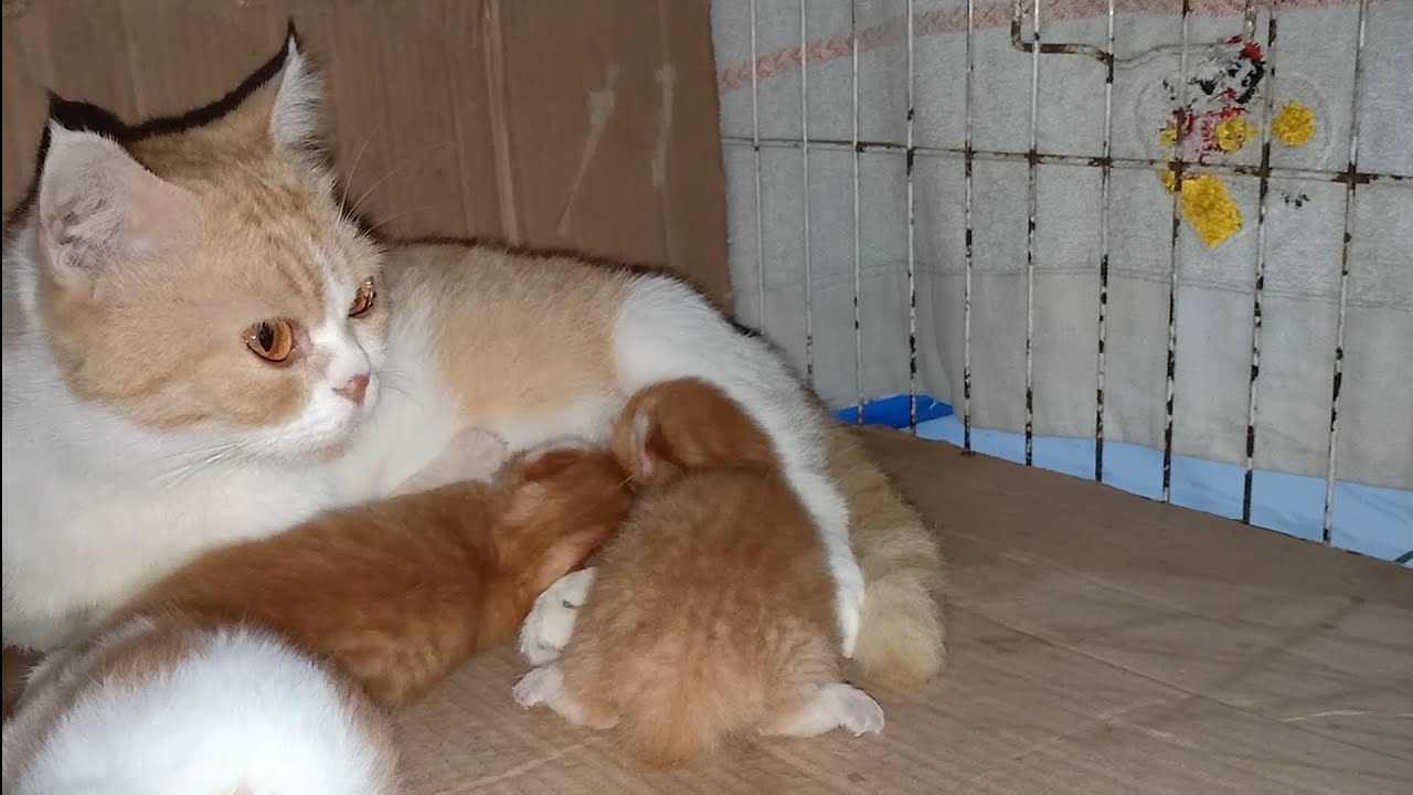 3匹の子猫に授乳する猫