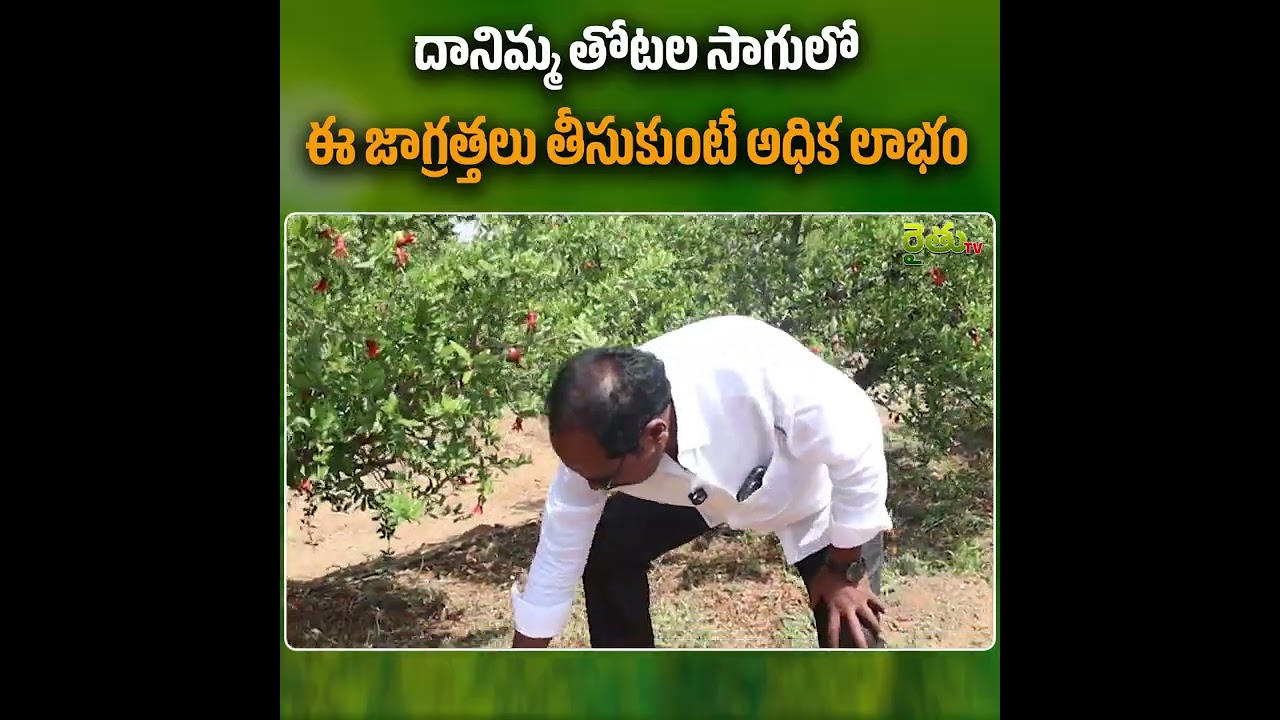 దానిమ్మ తోటల సాగులో ఈ జాగ్రత్తలు తీసుకుంటే అధిక లాభం...#PomegranateCultivation #pomegranate #farming