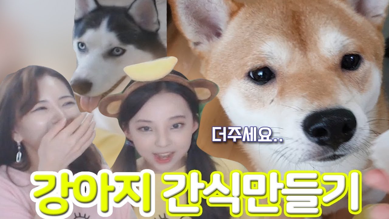 강아지 간식 만들기! / 집에서 수제간식 만들기 / 댕댕이 간식 만들기 / 호박황태머핀 / 시바견이랑 허스키가 너무 좋아해요 (Feat.BJ김그림)