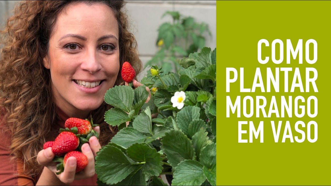 5 DICAS pra PLANTAR MORANGO em VASO SEM VENENO #hortacaseira