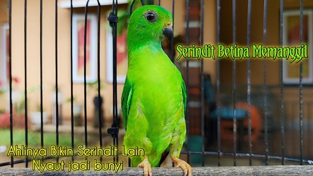 Serindit Betina Memanggil || Suara Pancingan khas Paling Ampuh Di sukai Semua Burung serindit