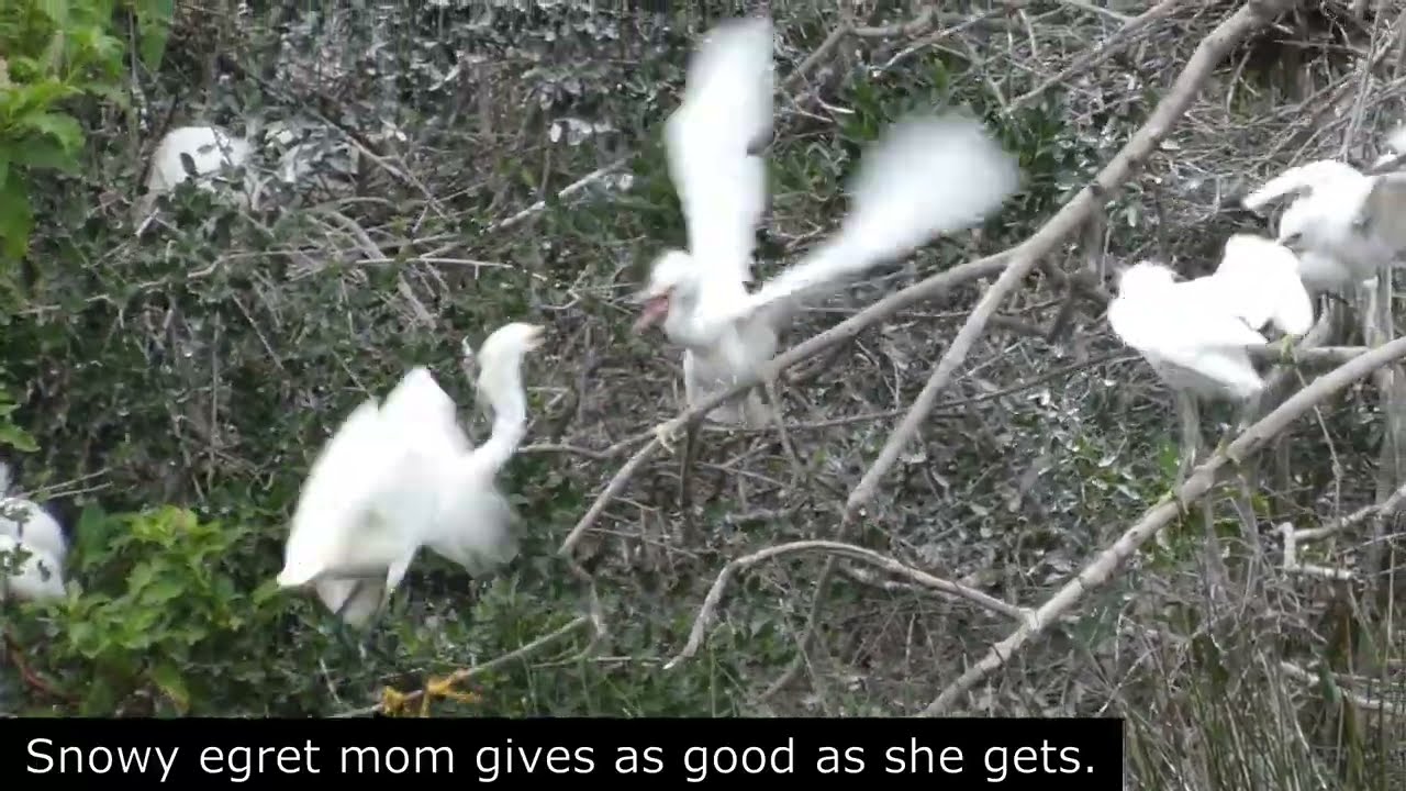 Baby Snowy Egrets and More