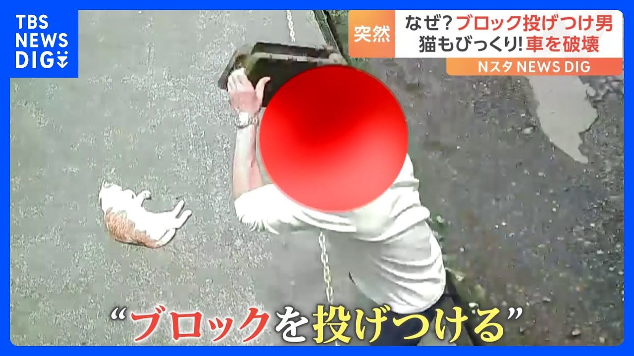 突然ブロックを投げつける男…寝ていた猫も驚き逃走！ 犯行の一部始終｜TBS NEWS DIG