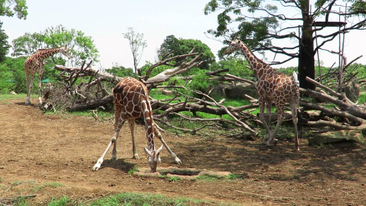 「キリンとチータ」  よこはま動物園・ズーラシア (2016/07/11)