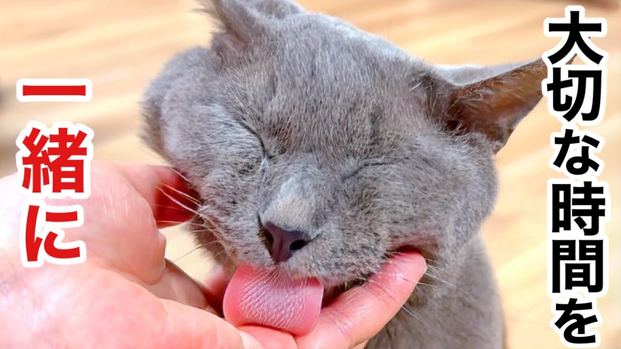 甘えん坊の元野良猫､やっと家族になったのに...“進行がん”の宣告