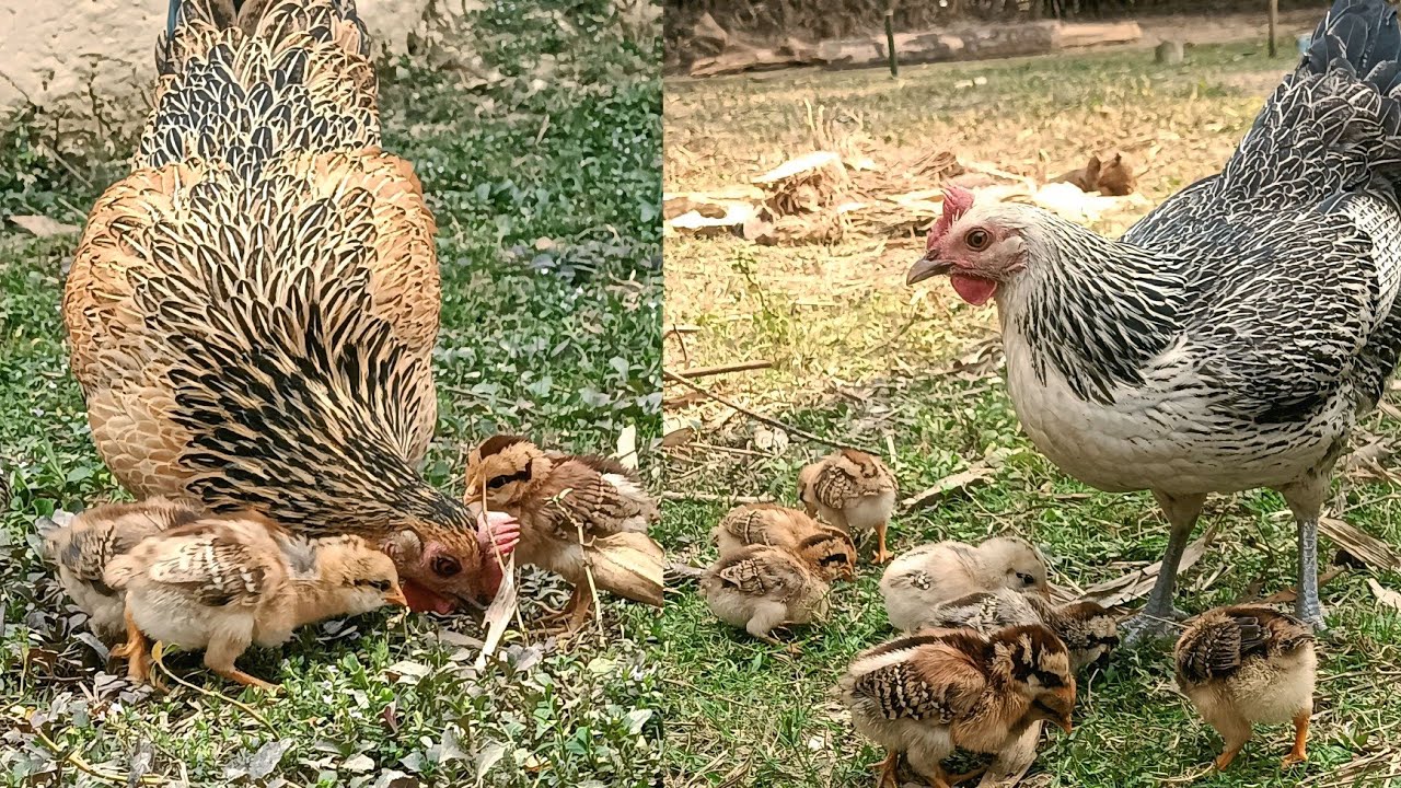 Chicken Teaching Baby Chick To Eat Grass