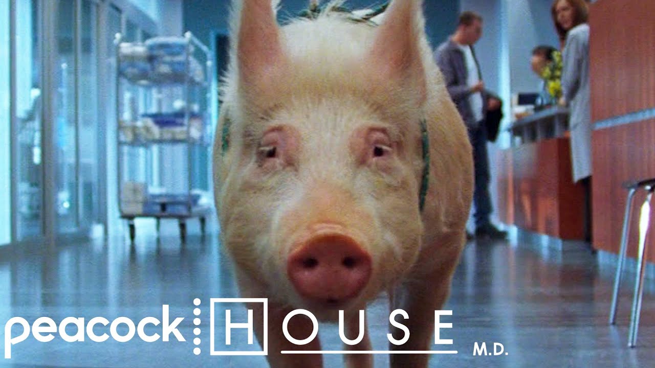 Relax, It's Kosher | House M.D.