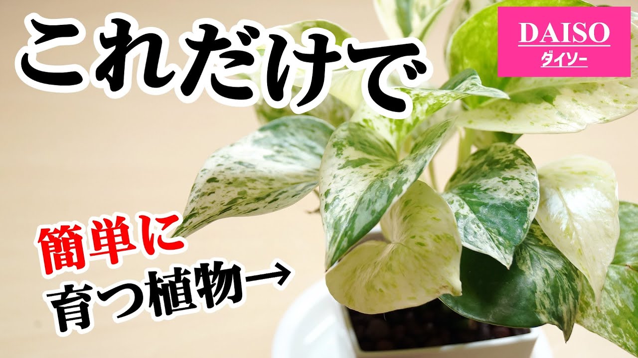 あの観葉植物が育たない…、100均で解決します！【ポトス】